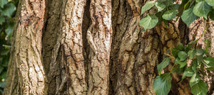 cedarwood-essential-oil-2238x1000.jpg