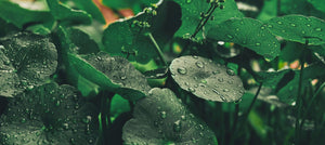 centella-asiatica-2238x1000_4e89582f-01d2-4f2e-bf7e-9670b3ae1dbe.jpg