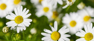 chamomile-extract-2238x1000.jpg