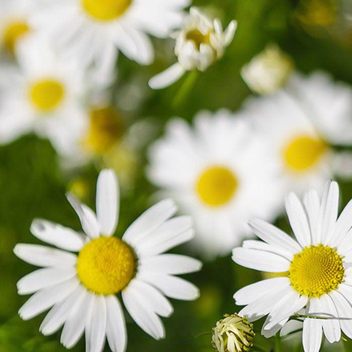chamomile-extract-700x700.jpg