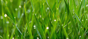 citronella-2238x1000.jpg