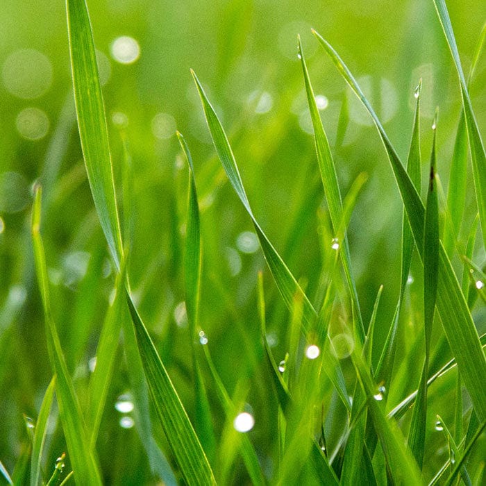 citronella-700x700.jpg
