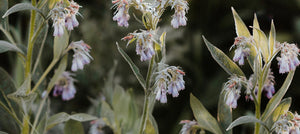 comfrey-2238x1000.jpg
