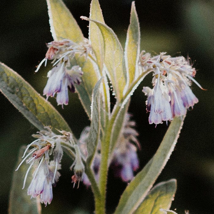comfrey-700x700.jpg