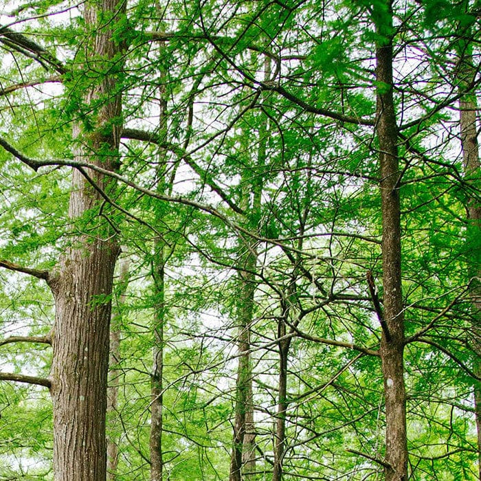 cypress-700x700_96acc8bb-b371-4095-ad05-9965a217032c.jpg