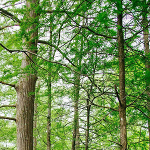 cypress-700x700_96acc8bb-b371-4095-ad05-9965a217032c.jpg