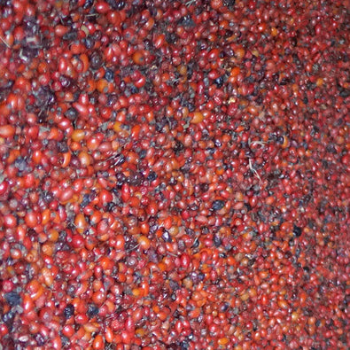 Picture of Rosehip seeds by Neal's Yard Remedies