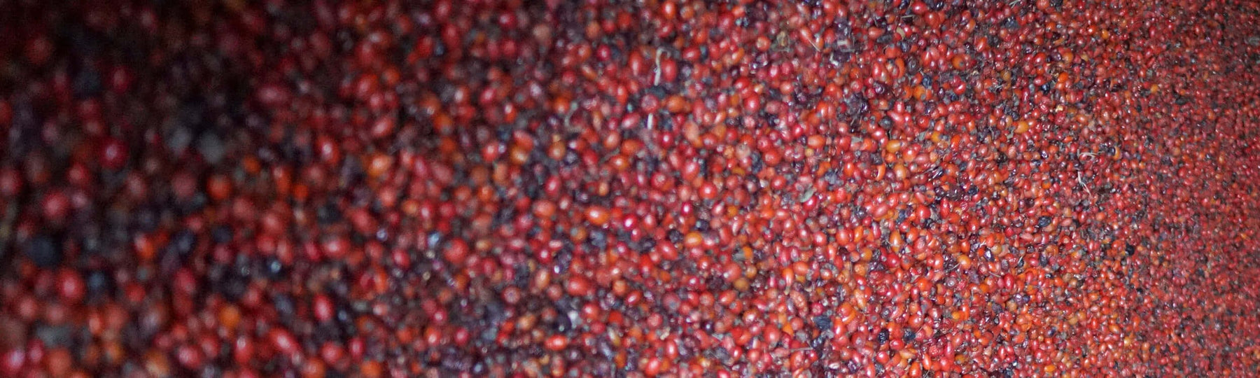 Picture of rosehips in a dryer