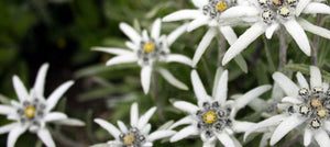 edelweiss-extract-2238x1000.jpg