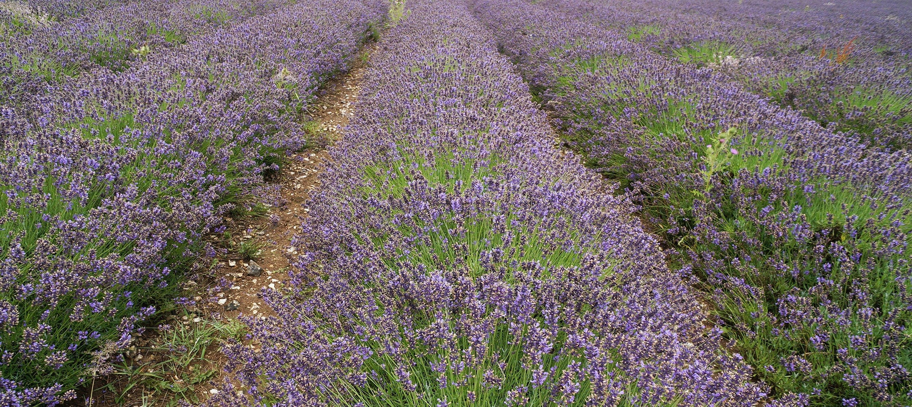english-lavender-2238x1000_39c83554-4553-4812-9157-457c6e3ec62c.jpg