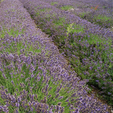 english-lavender-700x700_10e50168-3536-4f55-905d-3e2b5b19557f.jpg