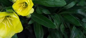 evening-primrose-oil-2238x1000.jpg