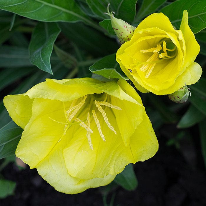 evening-primrose-oil-700x700.jpg