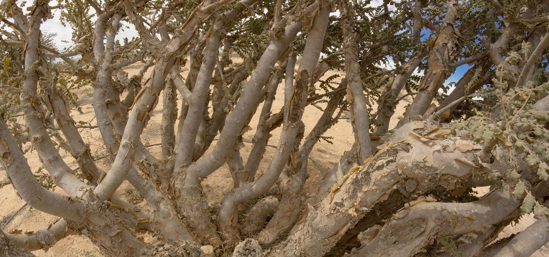 frankincense-1920x900_d334bea4-e05c-4623-a34c-39914683aa37.jpg