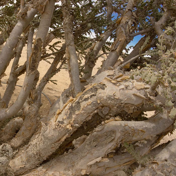 frankincense-700x700_5ba1bb09-0944-42f2-85b5-264a27d584fe.jpg