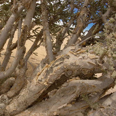 frankincense-700x700_5ba1bb09-0944-42f2-85b5-264a27d584fe.jpg