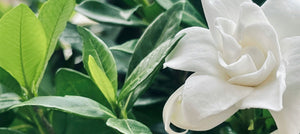 gardenia-2238x1000.jpg