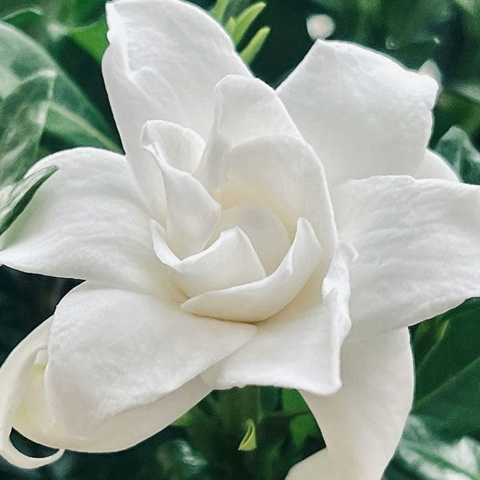 gardenia-700x700_00a597f8-1970-404d-930d-470f3f2f49eb.jpg