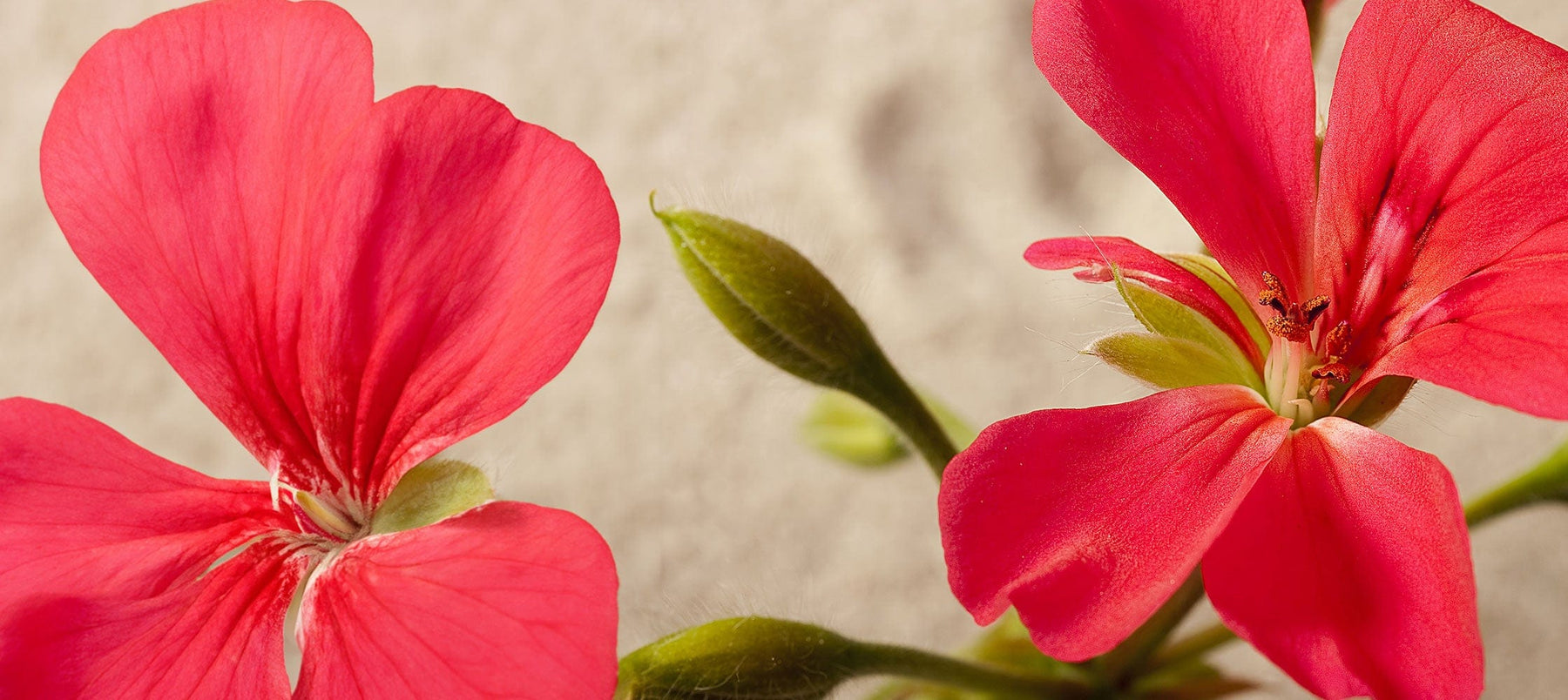geranium-2238x1000_9557afc8-2547-4c77-a4a7-4a7049006ace.jpg