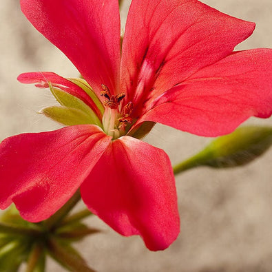 geranium-700x700_d8b62a05-2f38-4bcf-aafc-c65a2a4d65b3.jpg