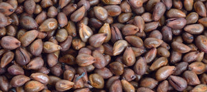 grapeseed-oil-2238x1000.jpg