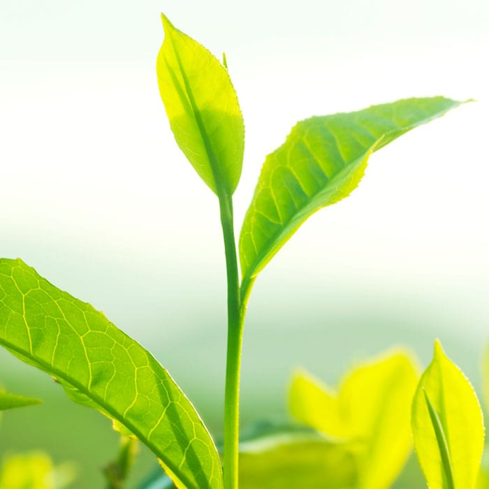 green-tea-700x700-new.jpg