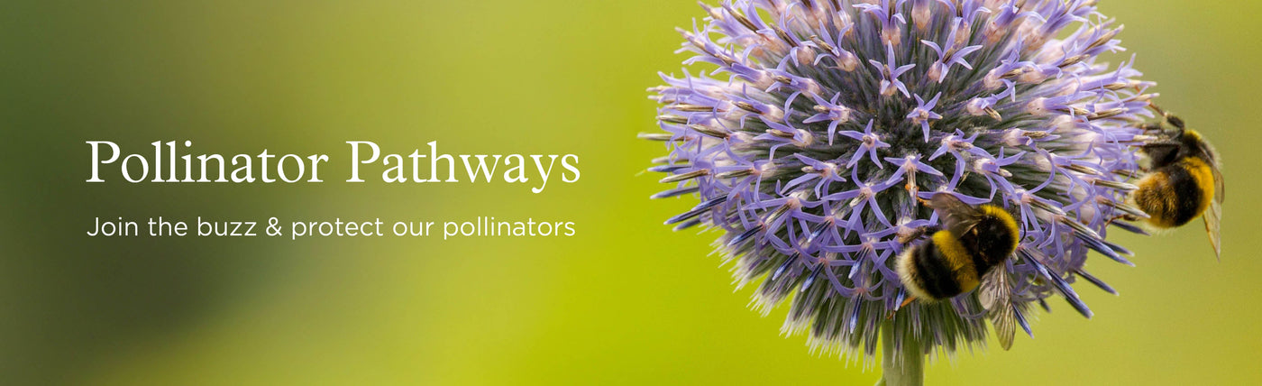 pollinator-pathways – Neal's Yard Remedies