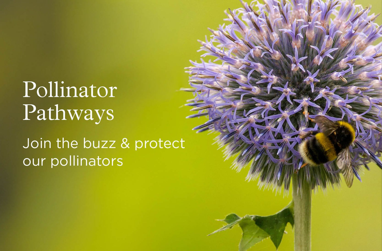 pollinator-pathways
