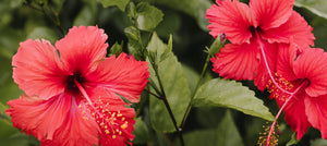 hibiscus-2238x1000.jpg