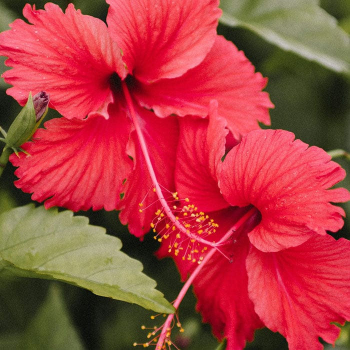 hibiscus-700x700.jpg