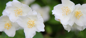 jasmine-2238x1000.jpg