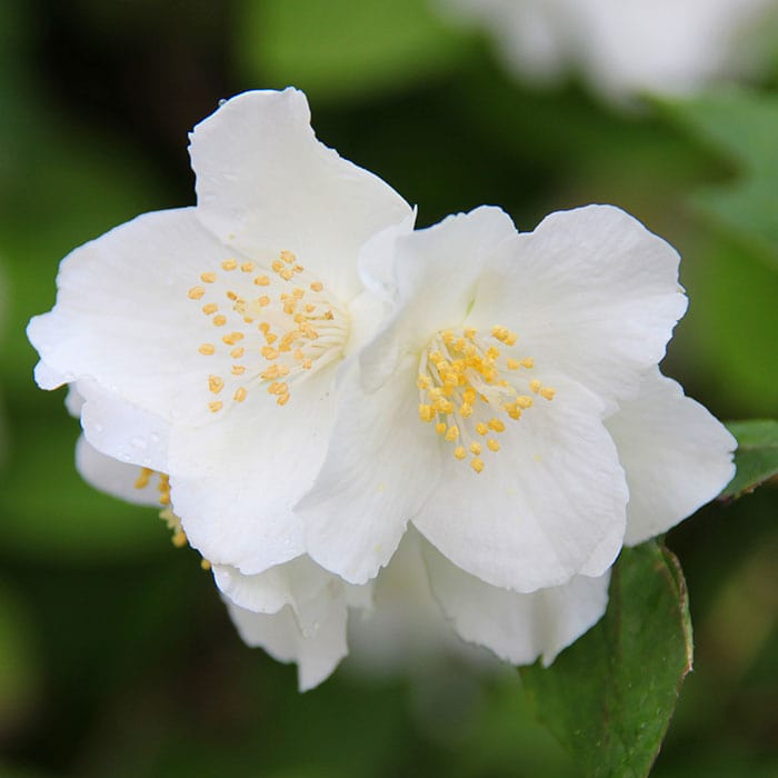 jasmine-700x700.jpg