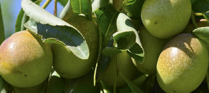 jojoba-seed-oil-2238x1000_0179e3d9-e96e-4282-9fc7-8d80588e678f.jpg