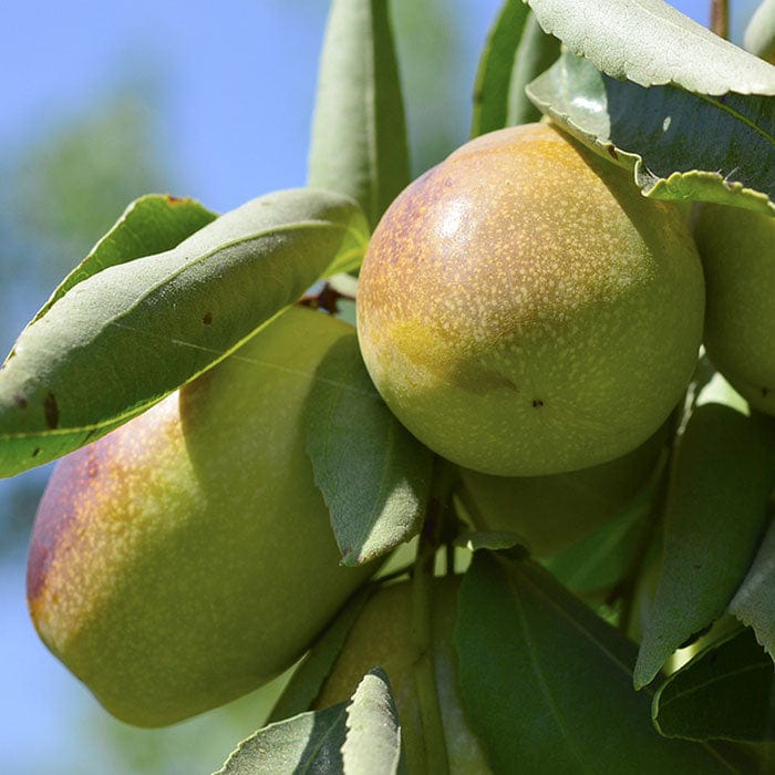 jojoba-seed-oil-700x700_e1f5d10b-2939-4e6f-a255-c7273338c108.jpg
