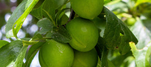 Green plums on a tree branch with leaves