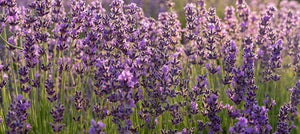 lavender-2238x1000_8edd2274-0cfe-4c26-ba07-fcf82ce72631.jpg