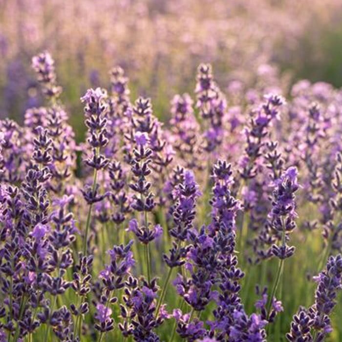 香水(女性用) NEAL'S YARD REMEDIES Pure Essence No.1 Pure Essence Eau de Parfum No.1 Frankincense | No Synthetic