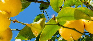 lemon-oil-2238x1000_179565ab-cb51-4f37-b03d-0a1d15948914.jpg