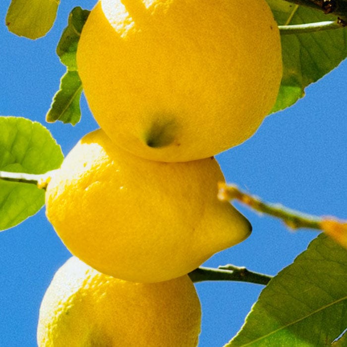 lemon-oil-700x700_eccc1046-6583-4664-9dd4-b74401224d40.jpg
