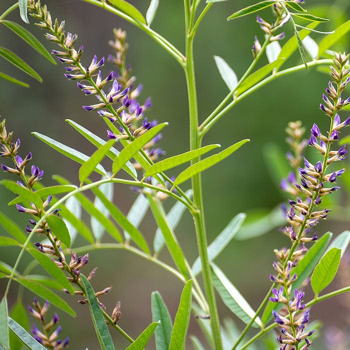 liquorice-root-extract-700x700_359b6682-7c30-4379-89bf-769deb241e41.jpg