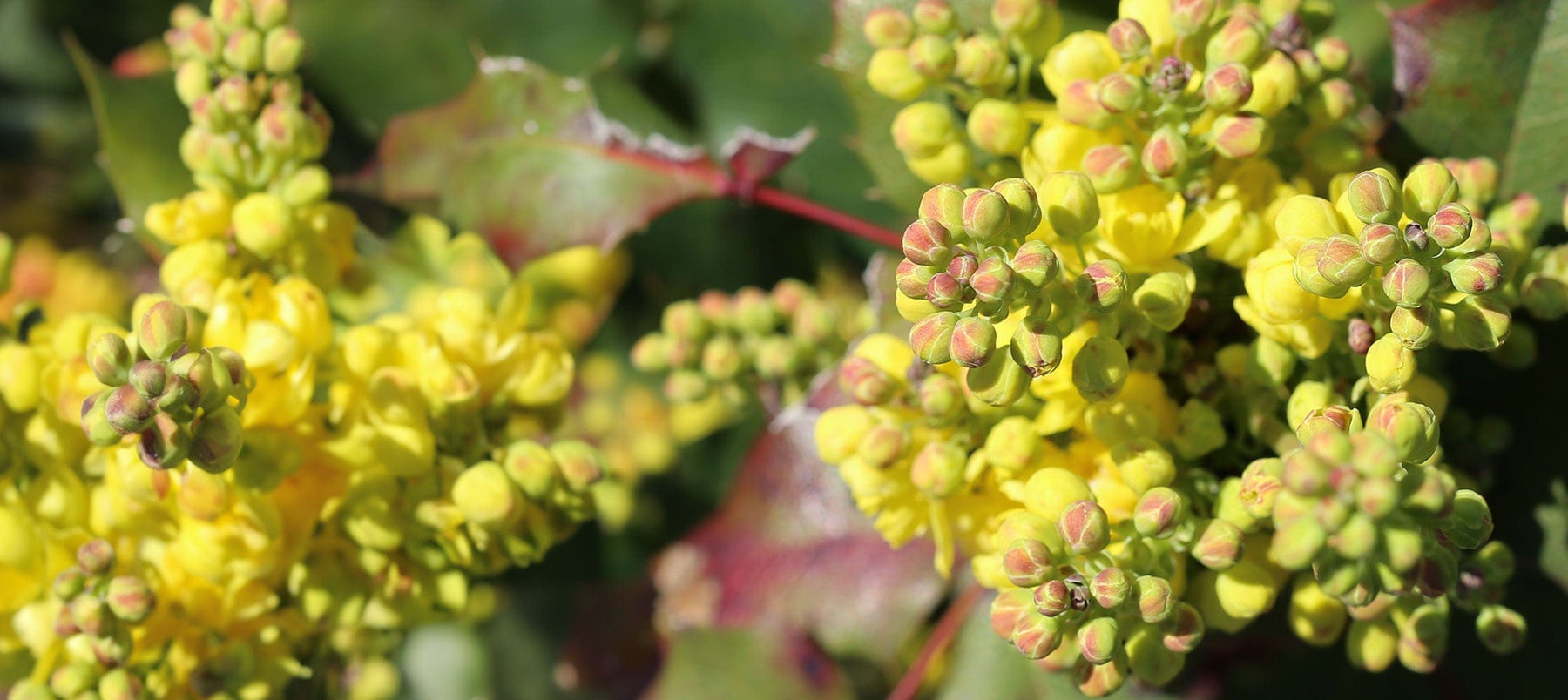 mahonia-2238x1000.jpg