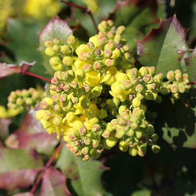 mahonia-700x700.jpg