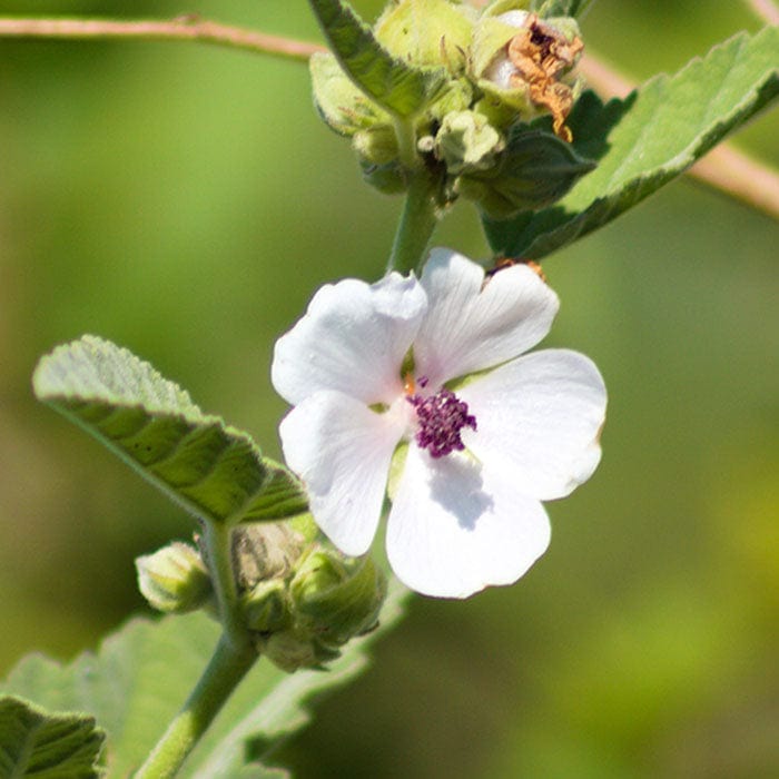 mallow-root-extract-700x700_2e0b85bb-cfc3-417d-9ba7-0c5f99d98cf1.jpg