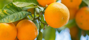 mandarin-2238x1000_08e9a0cb-b016-45a9-9c32-91d6257e7148.jpg