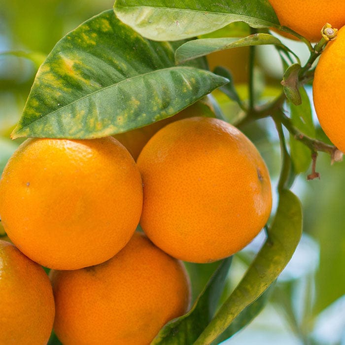 mandarin-700x700_433fb660-3a88-4ccf-a1f9-3372cf6d69c5.jpg
