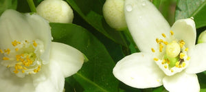 neroli-2238x1000_524bb3ff-740d-4cad-ac84-83ab4f8585d6.jpg