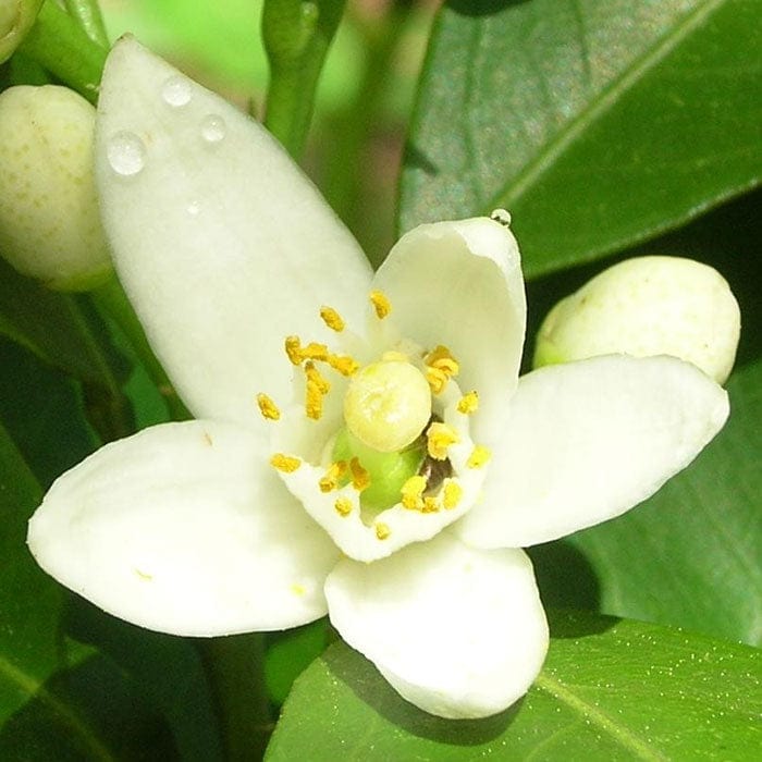 neroli-700x700_ab8b1a1f-5c71-4ac4-ad57-ffa0a399dbce.jpg