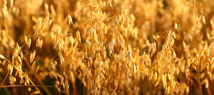 oat-oil-2238x1000.jpg