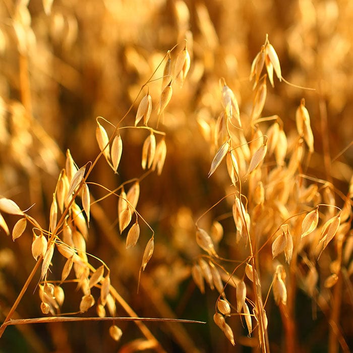 oat-oil-700x700.jpg
