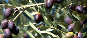 olive-2238x1000.jpg